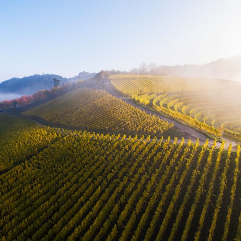 Andreas Männle Schwarzwald. Wein. Gut. - Seit 1919 | Schwarzwaldweingut